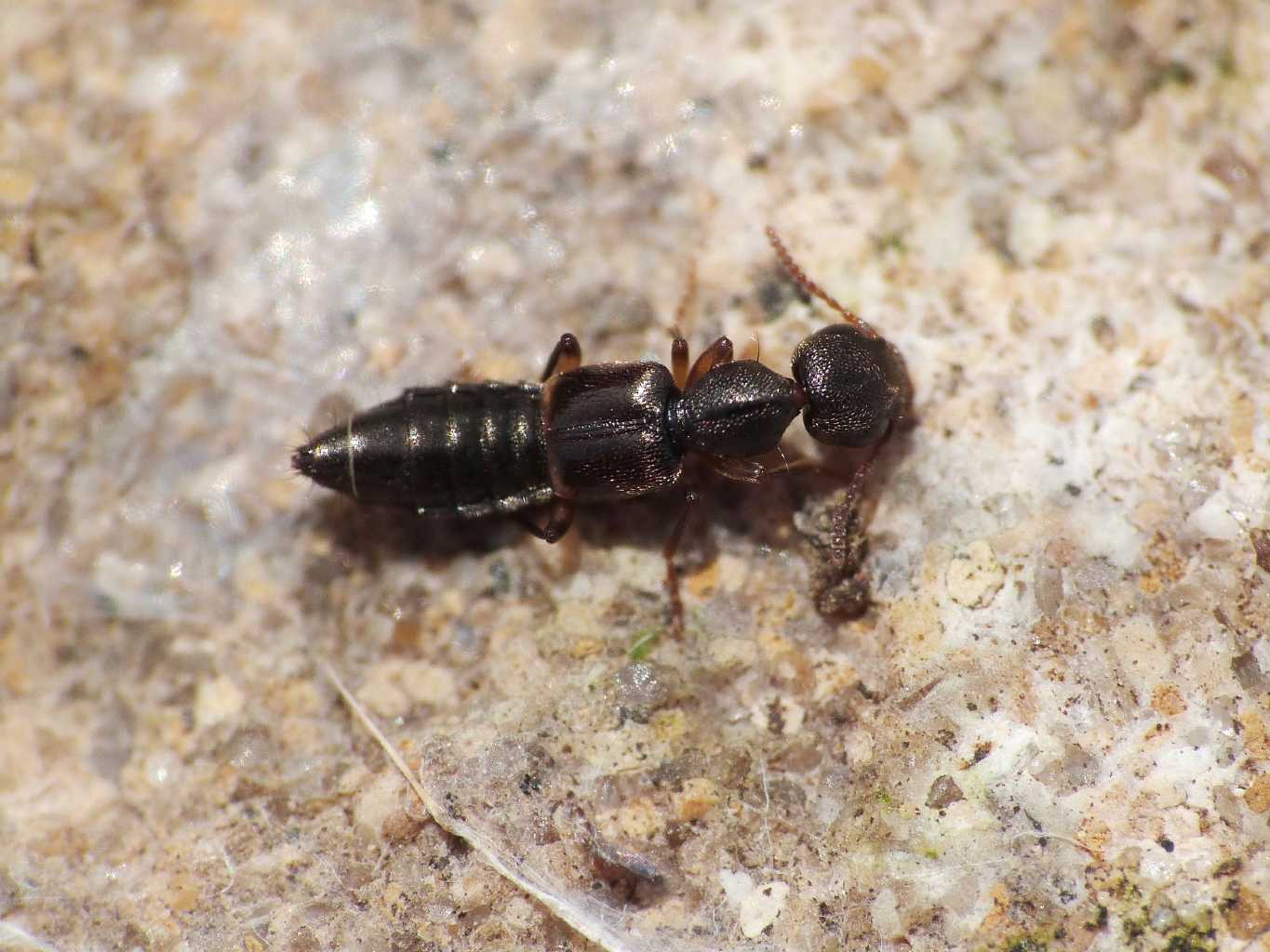 Rugilus sp. - Staphylinidae - S. Severa (RM)